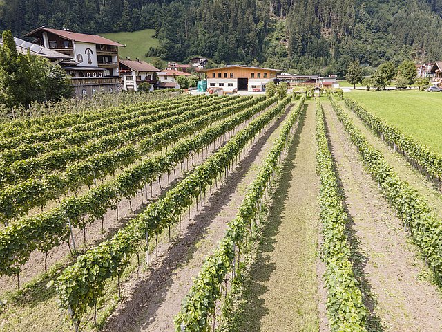 Weinproduktion © Thomas Eberharter Photography