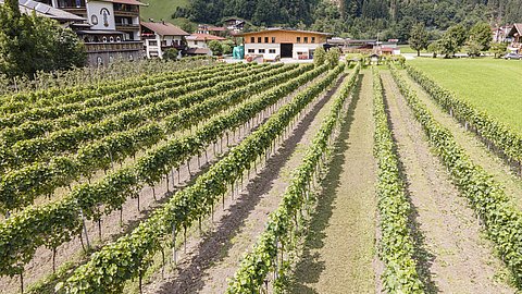 Weinproduktion © Thomas Eberharter Photography